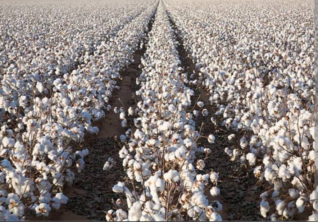 Cotton Fields