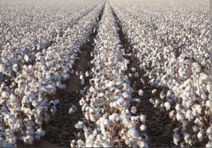 Cotton Fields