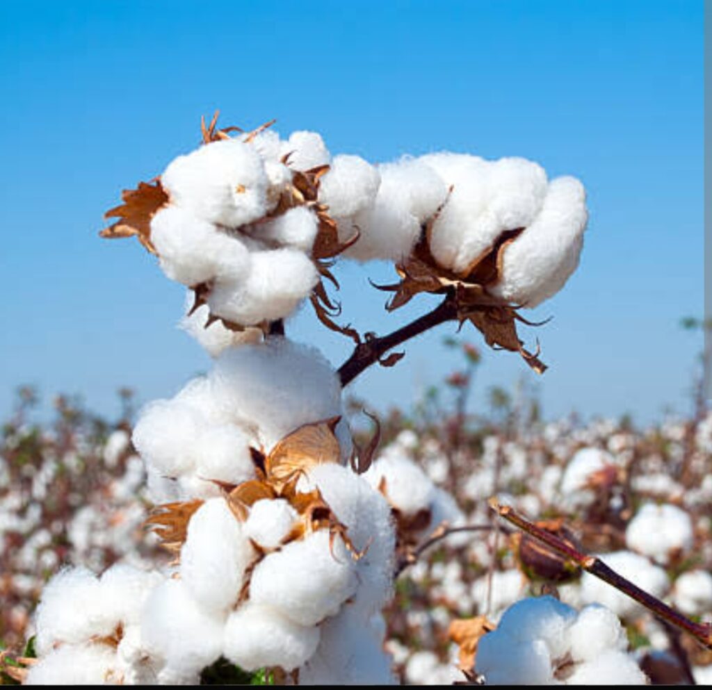 Cotton Sowing